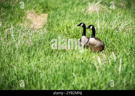 Un couple de bernaches du Canada explorant le littoral d'une île sur le fleuve Laurent. Banque D'Images