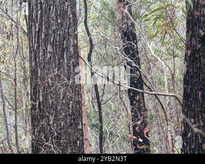 Nightjar à gorge blanche (Eurostopodus mystacalis) Aves Banque D'Images