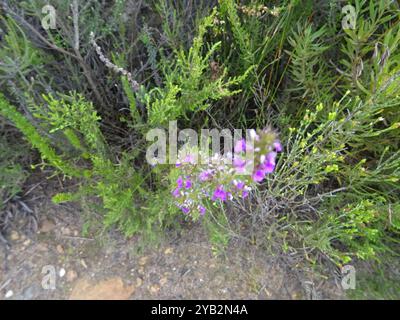 Pricket Purplegorse (Muraltia heisteria) Plantae Banque D'Images