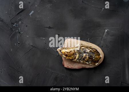 Une huître crue, décortiquée sur une teinte de mer sur un fond texturé gris. Copyspace. Photo de haute qualité Banque D'Images