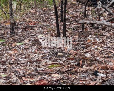 Nightjar à gorge blanche (Eurostopodus mystacalis) Aves Banque D'Images