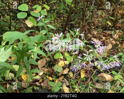 Aster de Lindley (Symphyotrichum ciliolatum) Plantae Banque D'Images