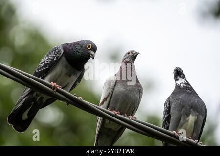 Trois pigeons perchés sur un fil à l'extérieur. Scène animalière urbaine avec trois pigeons interagissant assis sur un câble dans un fond vert. Banque D'Images