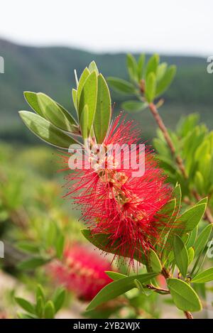 Macro Beauty : fleur de brosse de bouteille rouge. Un gros plan capture les détails complexes d'une fleur rouge vif en forme de pinceau dans une macro époustouflante. Banque D'Images
