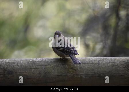 Image au premier plan d'un Chaffinch commun femelle (Fringilla coelebs) face à la caméra depuis le dessus d'une bûche horizontale en bois, prise dans la forêt britannique Banque D'Images