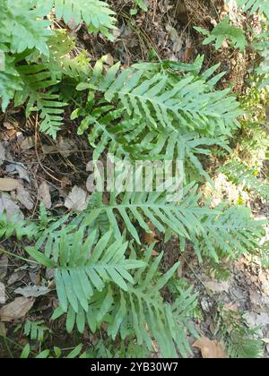 Polypodie australe (Polypodium cambricum) Plantae Banque D'Images