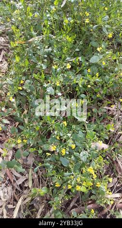 Houblon goodenia (Goodenia ovata) Plantae Banque D'Images