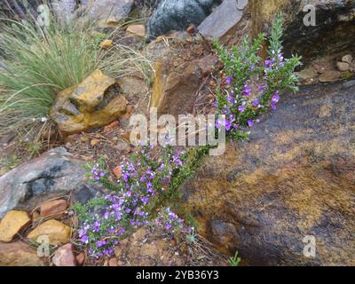 Pricket Purplegorse (Muraltia heisteria) Plantae Banque D'Images