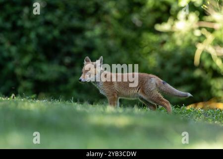 Le renard roux et ses oursons Banque D'Images