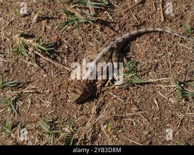 Agama épineux tropical (Agama armata) Reptilia Banque D'Images