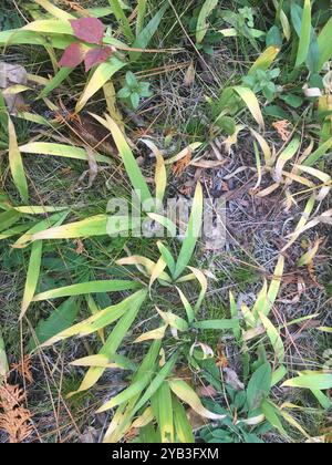 Lac nain Iris (Iris lacustris) Plantae Banque D'Images