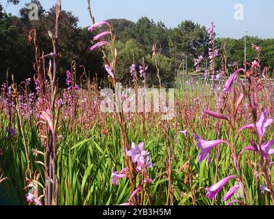 Bugle-Lily (Watsonia borbonica) Plantae Banque D'Images