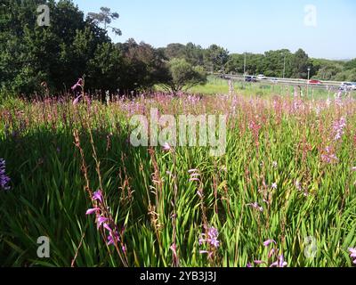 Bugle-Lily (Watsonia borbonica) Plantae Banque D'Images