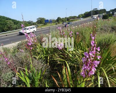 Bugle-Lily (Watsonia borbonica) Plantae Banque D'Images