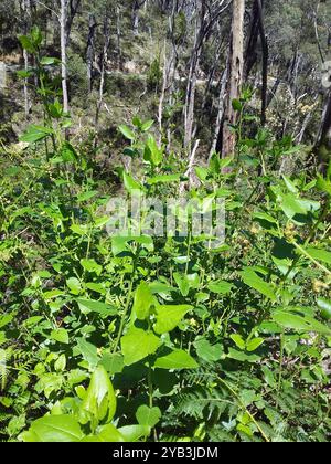 Houblon goodenia (Goodenia ovata) Plantae Banque D'Images