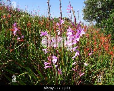 Bugle-Lily (Watsonia borbonica) Plantae Banque D'Images