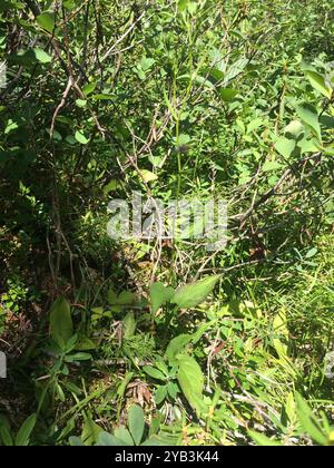 Aster de Lindley (Symphyotrichum ciliolatum) Plantae Banque D'Images