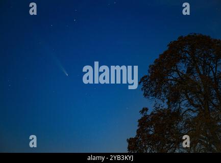 Lietzen, Allemagne. 16 octobre 2024. La comète Tsuchinshan-Atlas peut être vue dans le ciel nocturne au-dessus de Brandebourg. L'atlas de Tsuchinshan, également connu sous le nom de C/2023 A3, provient du nuage d'Oort, une collection d'objets situés à l'extrémité du système solaire, et se déplace vers le soleil depuis très longtemps. Crédit : Patrick Pleul/dpa/Alamy Live News Banque D'Images