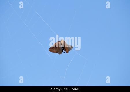 Mites capturées dans la toile d'araignée sur fond de ciel bleu. Méthode de chasse aux animaux. Piège. Animal. Faune sauvage. Photo horizontale. Pas de gens, personne. Banque D'Images