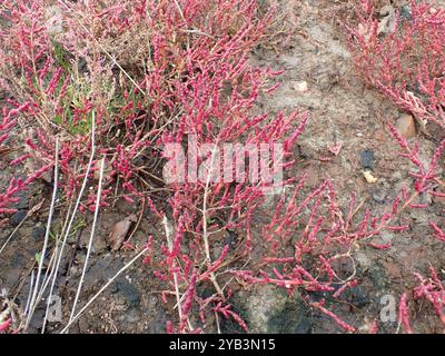 Verrier violet (Salicornia ramosissima) Plantae Banque D'Images