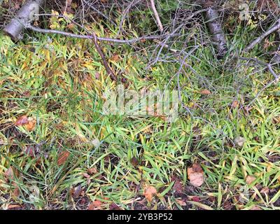 Lac nain Iris (Iris lacustris) Plantae Banque D'Images