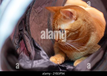 Un chat mignon est confortablement allongé dans un sac sur lequel la lettre a est imprimée, profitant de l'espace confortable qu'il offre Banque D'Images