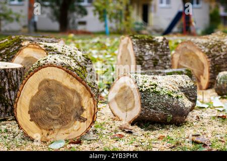 Un tas important de bûches repose sur un monticule de sciure de bois, créant une juxtaposition naturelle de matériaux en bois et de déchets Banque D'Images