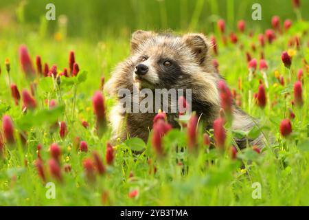 Chien raton laveur commun Nyctereutes procyonoides prairie Chinois champ asiatique gros plan mignon espèce envahissante en Europe, le soir coucher du soleil en été à la recherche Banque D'Images