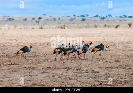 Troupeau de grues couronnées grises marchant à travers la savane au Kenya, en Afrique Banque D'Images