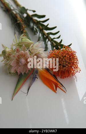 Fleurs exotiques serruria rose, strelitzia et leucospermum sur fond blanc Banque D'Images