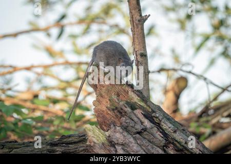 Rat brun, Rattus norvegicus Banque D'Images