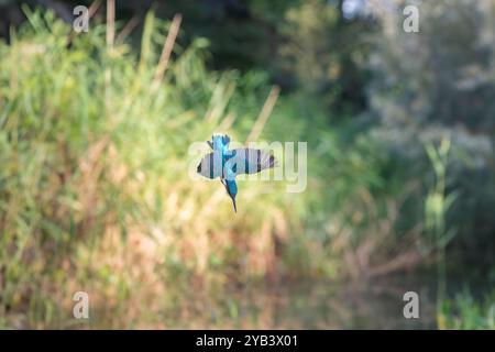 Kingfisher Alcedo atthis, commun Banque D'Images