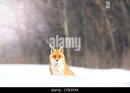 fox est assis sur la neige, nature sauvage Banque D'Images