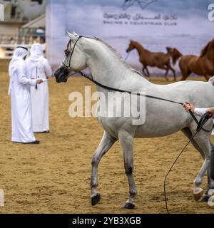 Pur festival de chevaux arabes Doha Qatar Banque D'Images