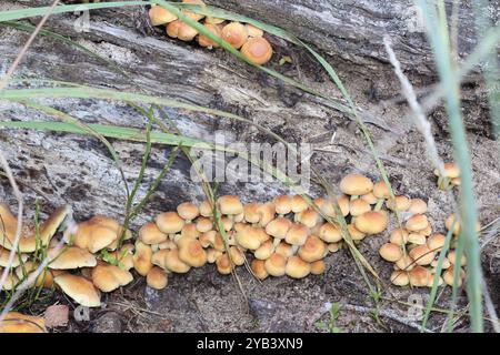 De petits champignons poussent sur un tronc d'arbre tombé dans la forêt Banque D'Images