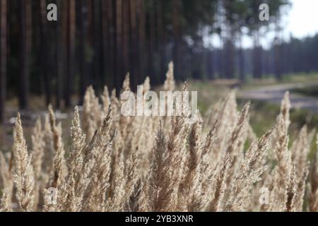 Des brins d'herbe flottent dans le vent Banque D'Images