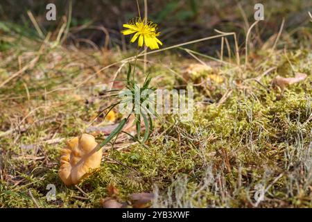 Un champignon et une fleur jaune dans l'herbe Banque D'Images