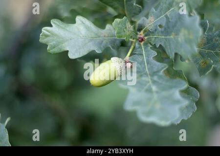 Un gland vert sur une branche de chêne avec des feuilles Banque D'Images