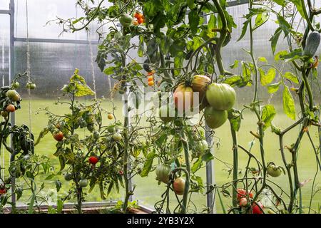 les plants de tomates avec des tomates mûrissent dans la serre du jardin Banque D'Images