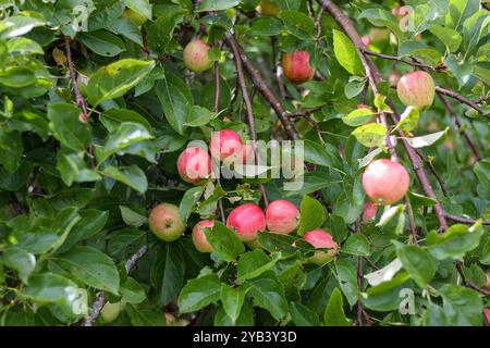 Beaucoup de pommes mûres sur une branche d'arbre Banque D'Images