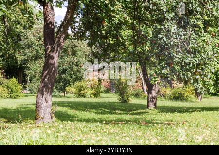 Dans le verger de pommiers avec des pommes tombées sur l'herbe Banque D'Images