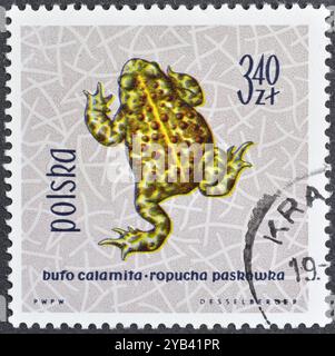 Timbre-poste oblitéré imprimé par la Pologne, qui montre le crapaud Natterjack (Bufo calamita), reptiles et amphibiens protégés, vers 1963. Banque D'Images