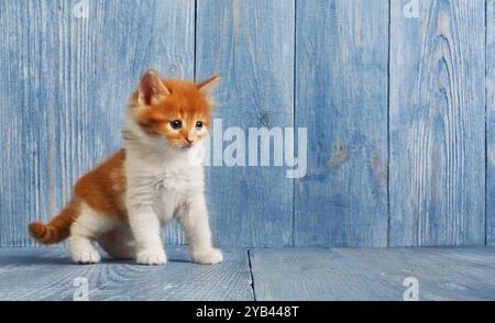 Chaton rouge orange au bois bleu Banque D'Images