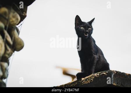 Un chat noir sur Un fond de ciel blanc ressemblant à avoir un sourire maléfique et baver après Yawning. Banque D'Images
