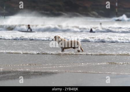 Un chien de type retriever debout dans les peu profonds devant les vagues, de Storm Brian, venant sur North Sands pendant la saison des tempêtes d'automne Banque D'Images