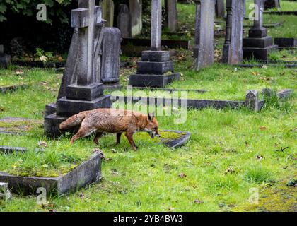 Un renard urbain cherche de la nourriture dans un cimetière Banque D'Images