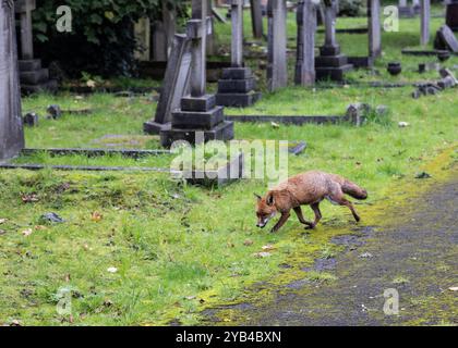 Un renard urbain cherche de la nourriture dans un cimetière Banque D'Images