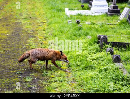 Un renard urbain cherche de la nourriture dans un cimetière Banque D'Images