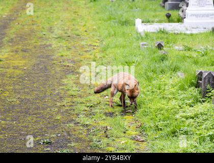 Un renard urbain cherche de la nourriture dans un cimetière Banque D'Images