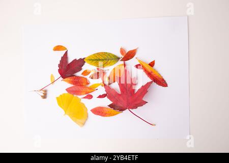 une collection de feuilles de différentes couleurs et formes disposées sur fond blanc. rouge, jaune, orange et vert, variété d'espèces et changement de mer Banque D'Images